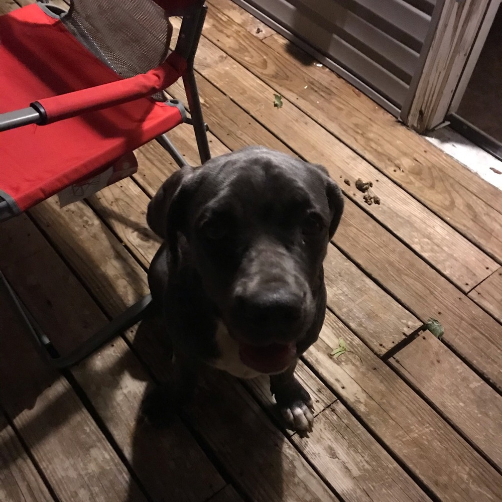 Meet your Posher, Hector